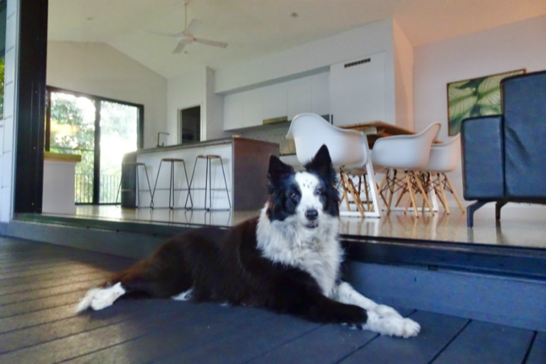 litoria mission beach whole house dog friendly accommodation 12 96 768x512