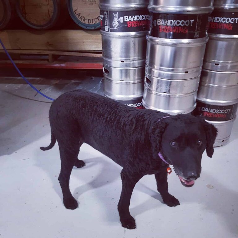 Bandicoot Brewing 1 768x768