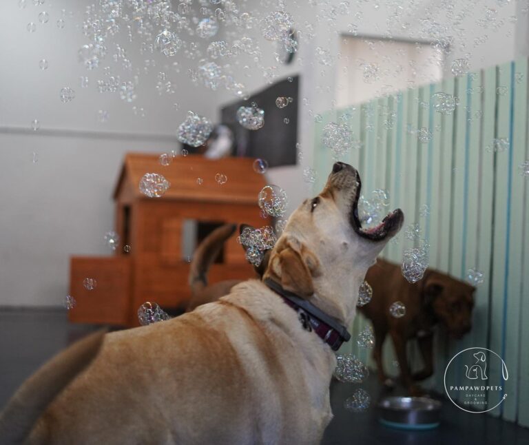 pampawd pets 6 768x646