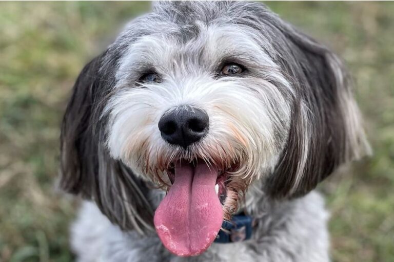 Mutts with Manners 3 768x512