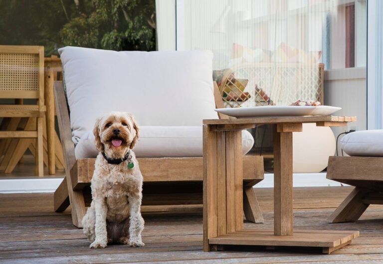 ocean delight dog friendly accommodation 11 768x529