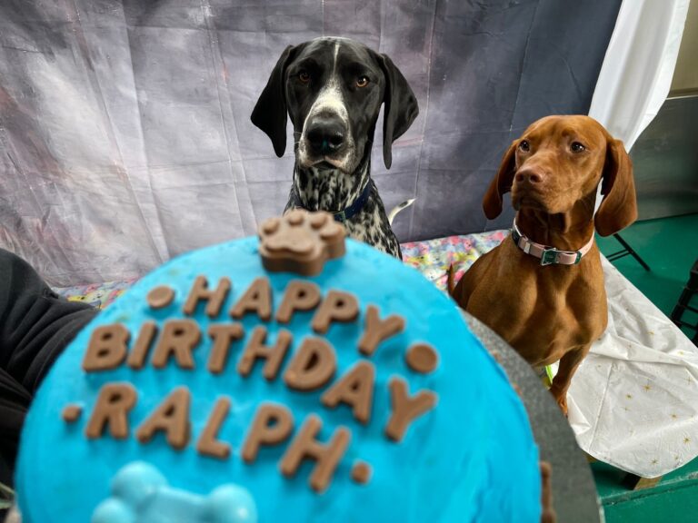 BLUE MOON BARKERY 768x576