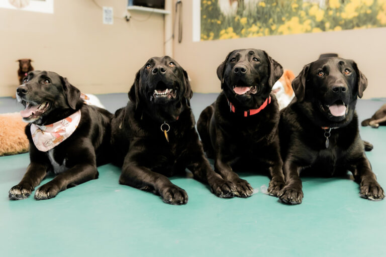 Blue Moon Dog Day Care 768x512