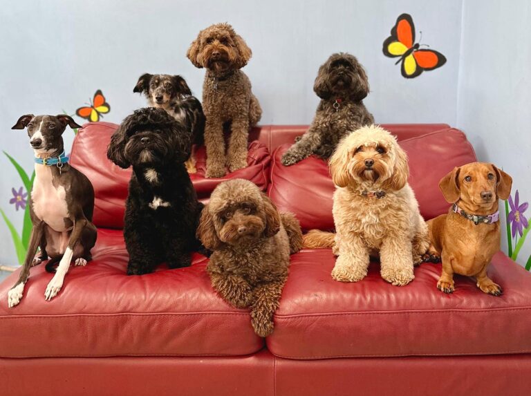 Darlo Dogs 12 768x573