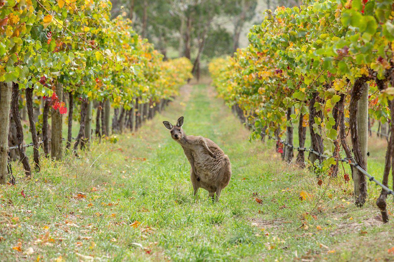 Filippos Wine Tours