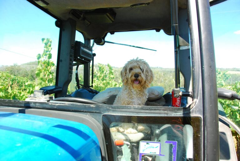 Helens Hill 1 768x515