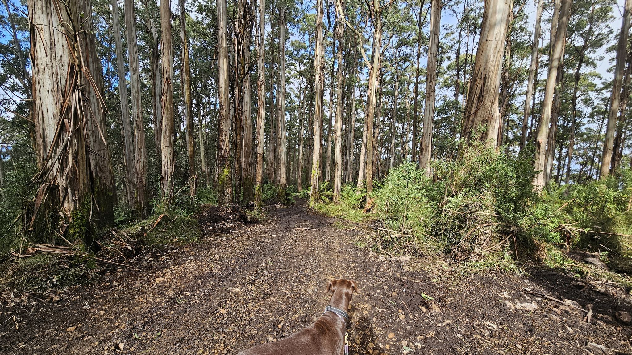 Tanglefoot Track