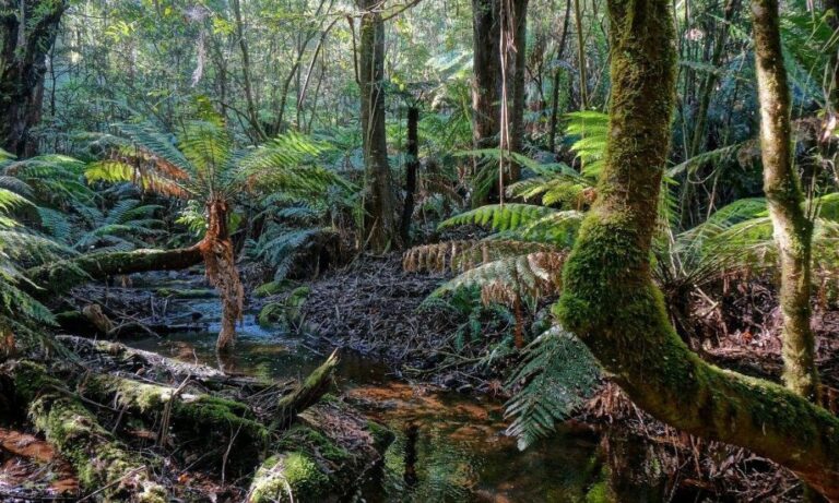 Wirra Willa Rainforest 106 1 768x461