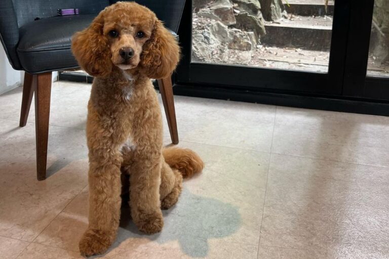 A Groom with a View 6 768x512