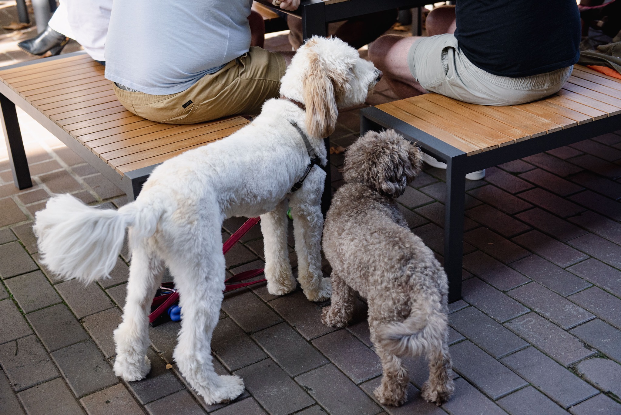 BrewDog South Eveleigh 4