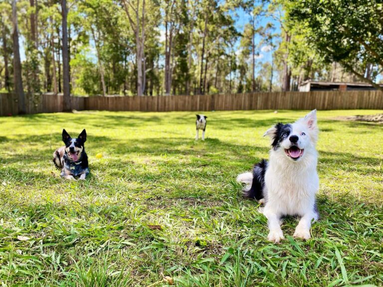 Fetch Pet Resort 768x576