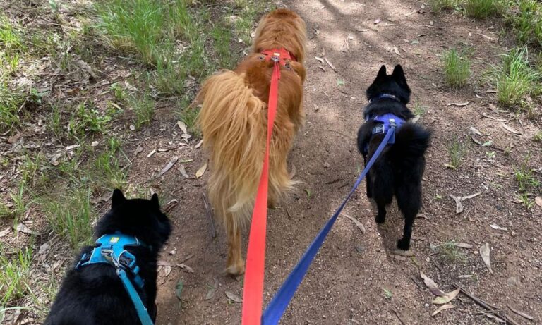 Newington Loop 106 768x461