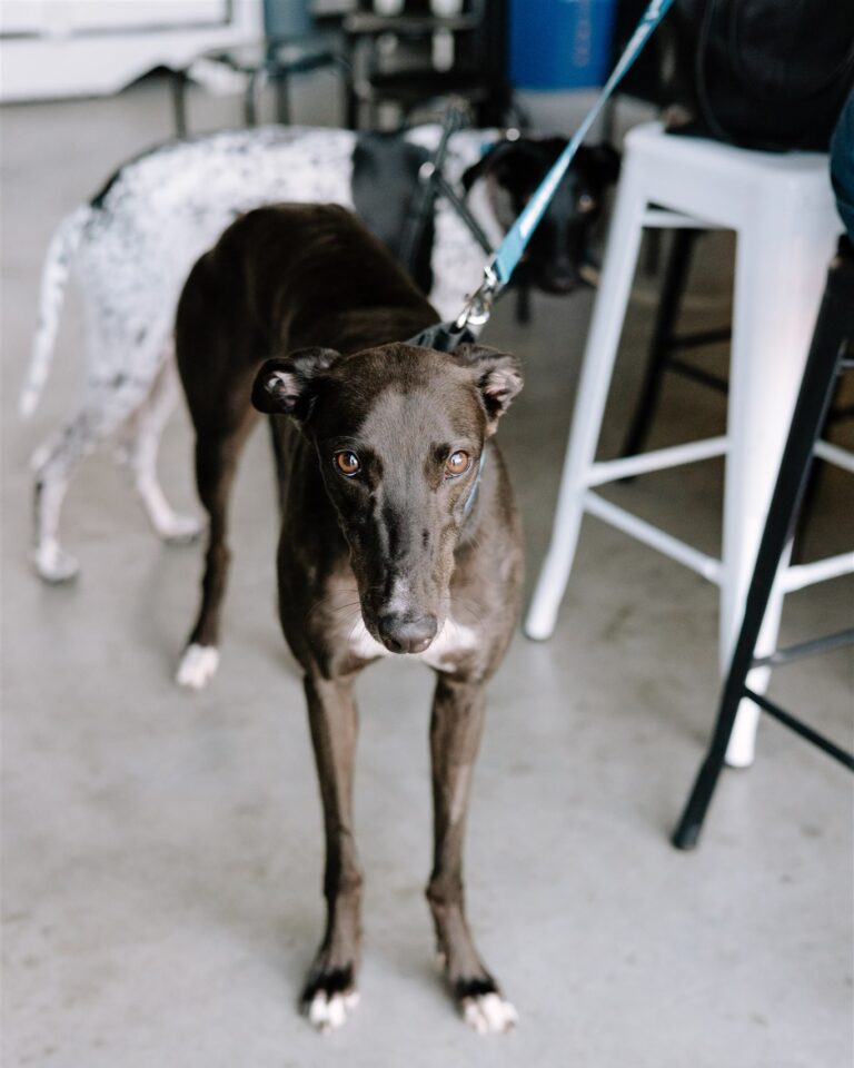 Shout Brewing 3 768x960