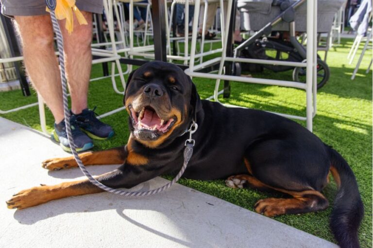 Victoria Park Hotel 20 768x512