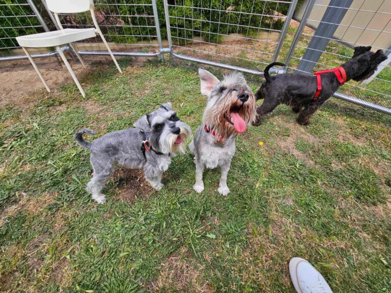 Brimful of Asha 24 768x576