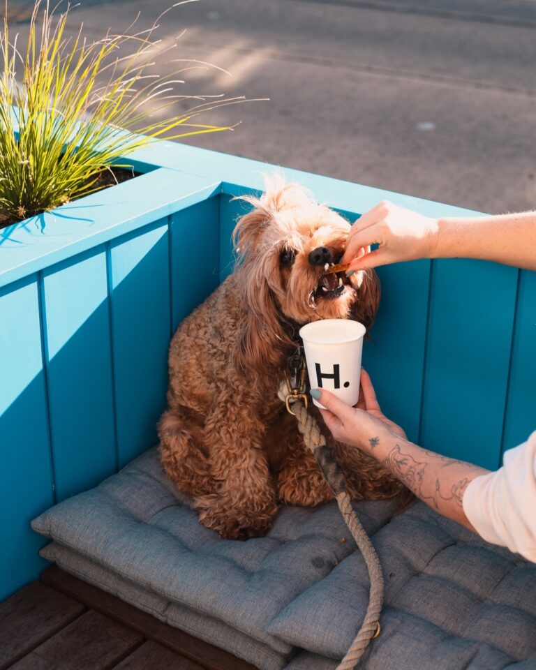 Harrys Bondi 1 768x960