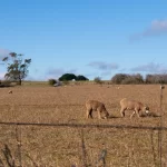 sunshine house dog friendly accommodation 18 150x150