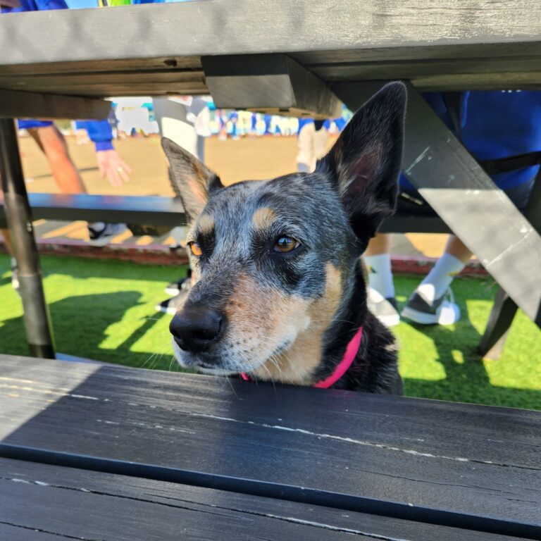 Bondi Bowlo 3 768x768