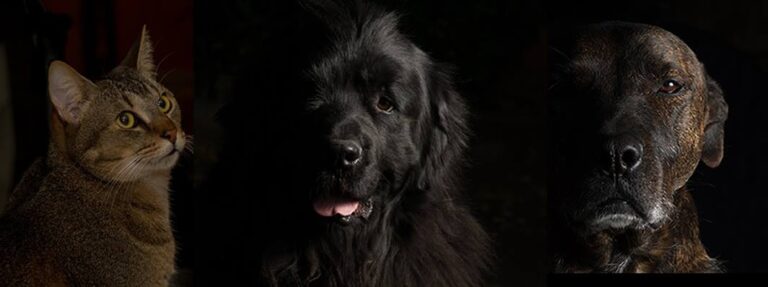 Pennant Hills Vet 768x287