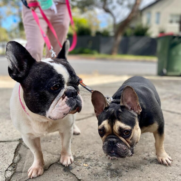 Bilgola Social 9 768x768