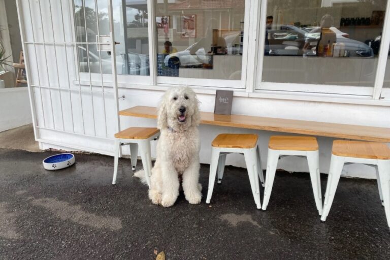 Aggys Corner 11 768x512