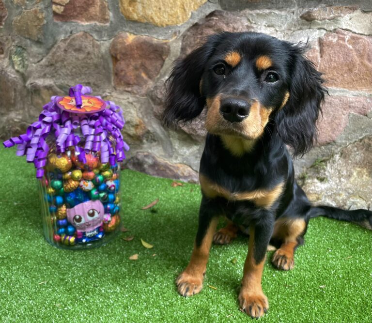 Hungry Grasshopper 1 768x667