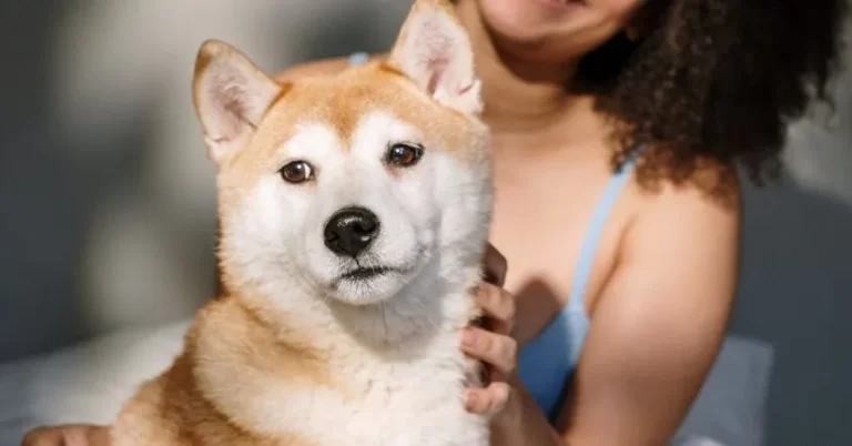 Sunshine Coast Grooming 768x402