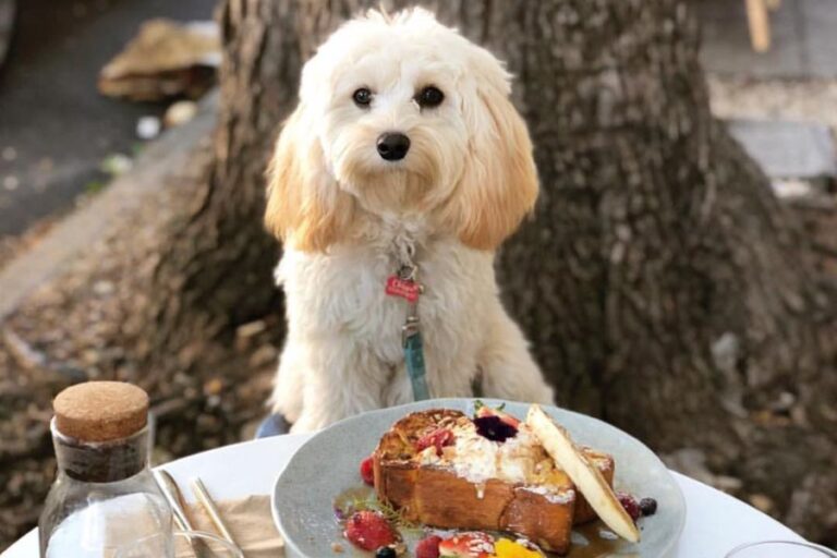 claire 900600 1 768x512