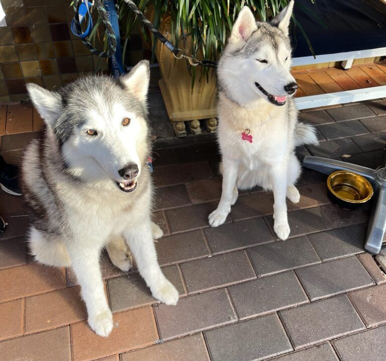 Avenue Road Cafe 1 768x718