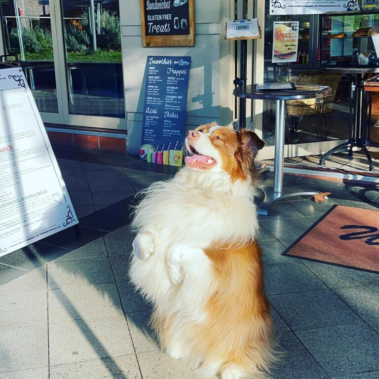 Bean Drinking 1 768x768