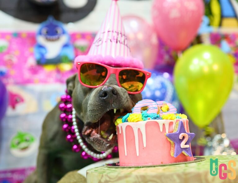 Dogs in Town 2 768x591