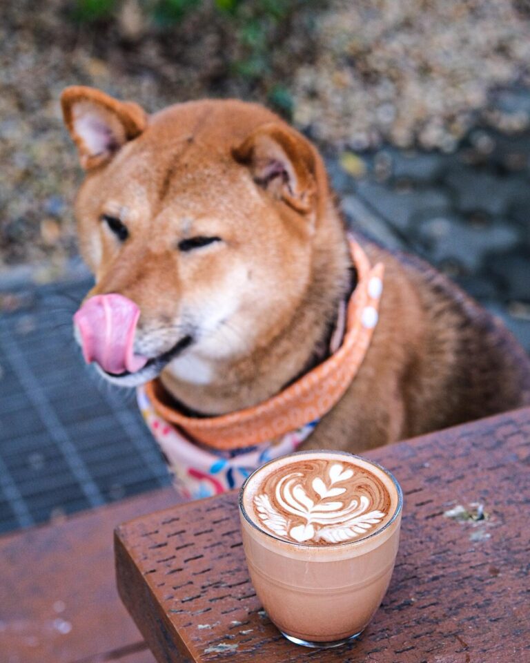 Sirrius Black 1 768x960