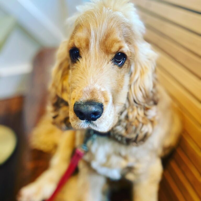 The Annandale Hotel 10 768x768