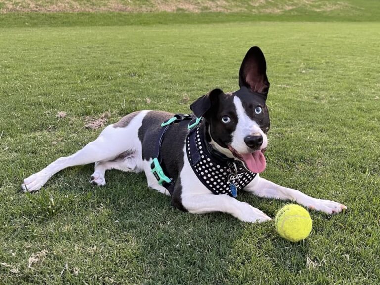 Blackman Park Dusty 768x576