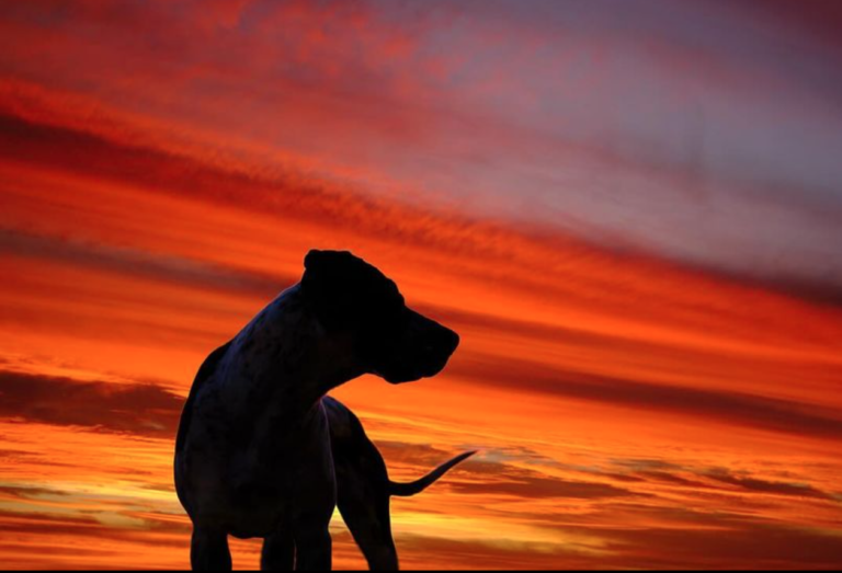 Kim Cofield 6 768x523