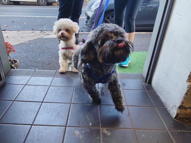 Little Ethels 1 768x576