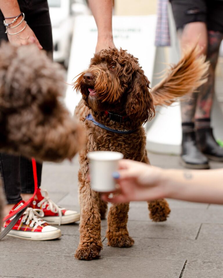 Opus Coffee Brewers 4 768x958