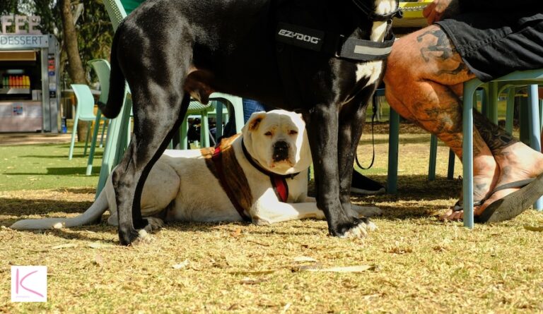 Bobby Me KC 1 768x445