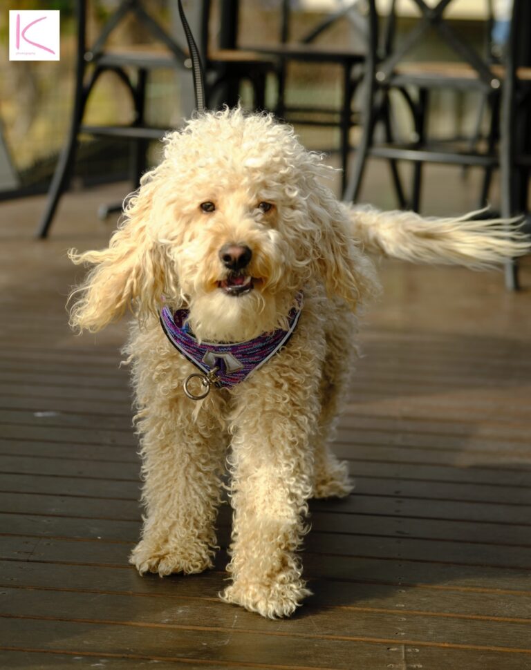 Cafe 1909 KC 768x970