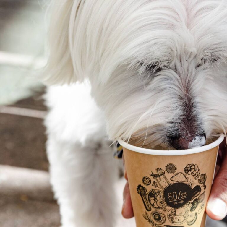 Eighty Twenty 4 768x768