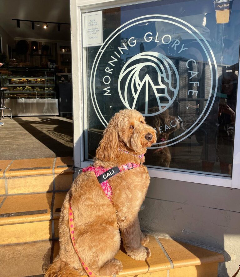 Morning Glory Cafe 1 768x887