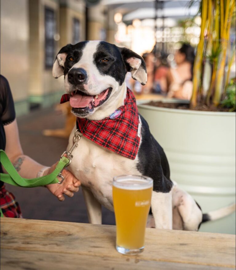 The Illawarra Hotel 2 768x880