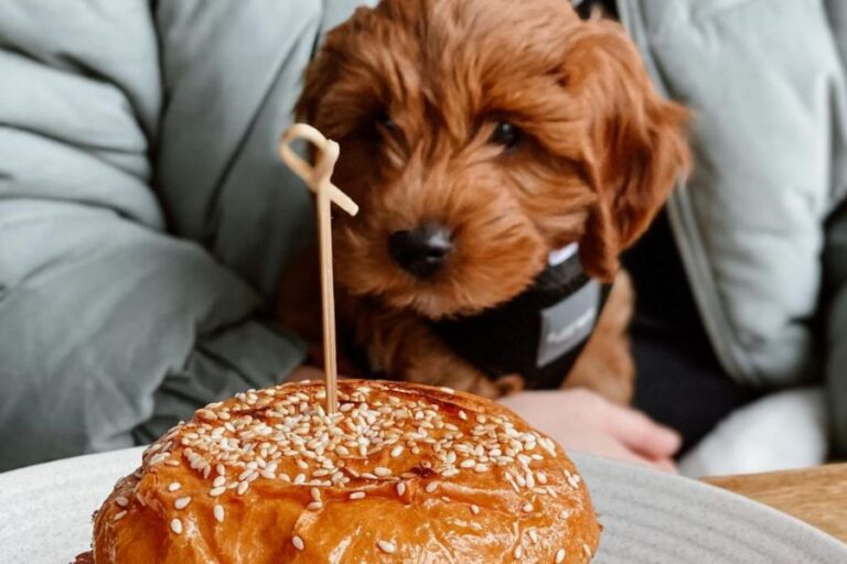 Bacino Balgowlah 2 1 768x512