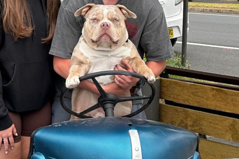 Mogo Ice Creamery 900600 2 768x512