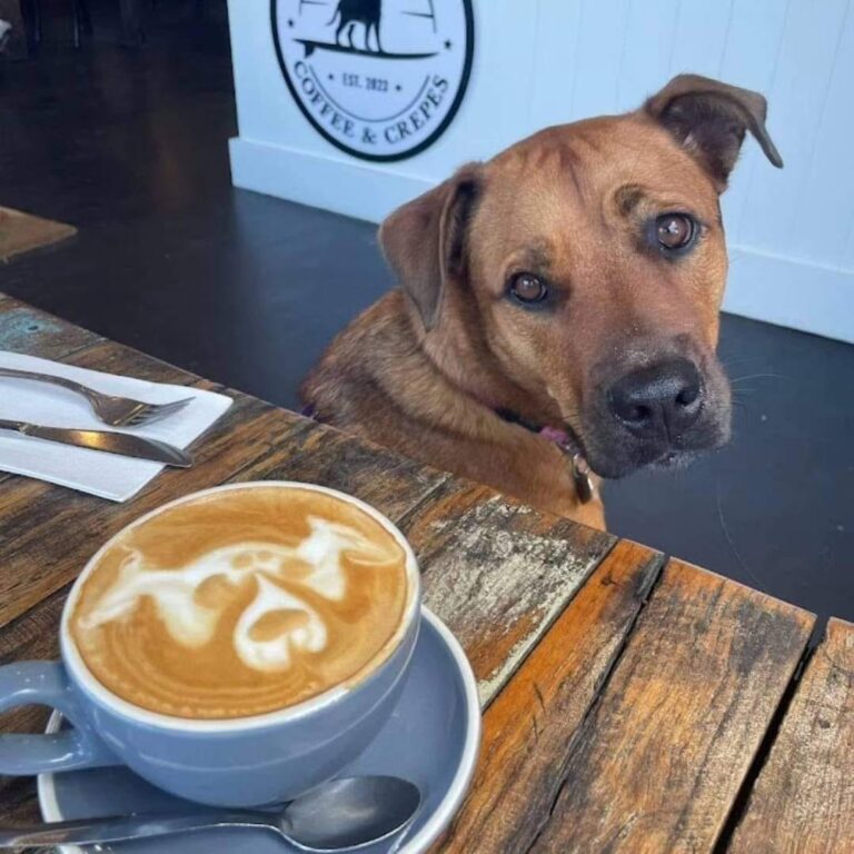 Saltie Dog 1 768x768