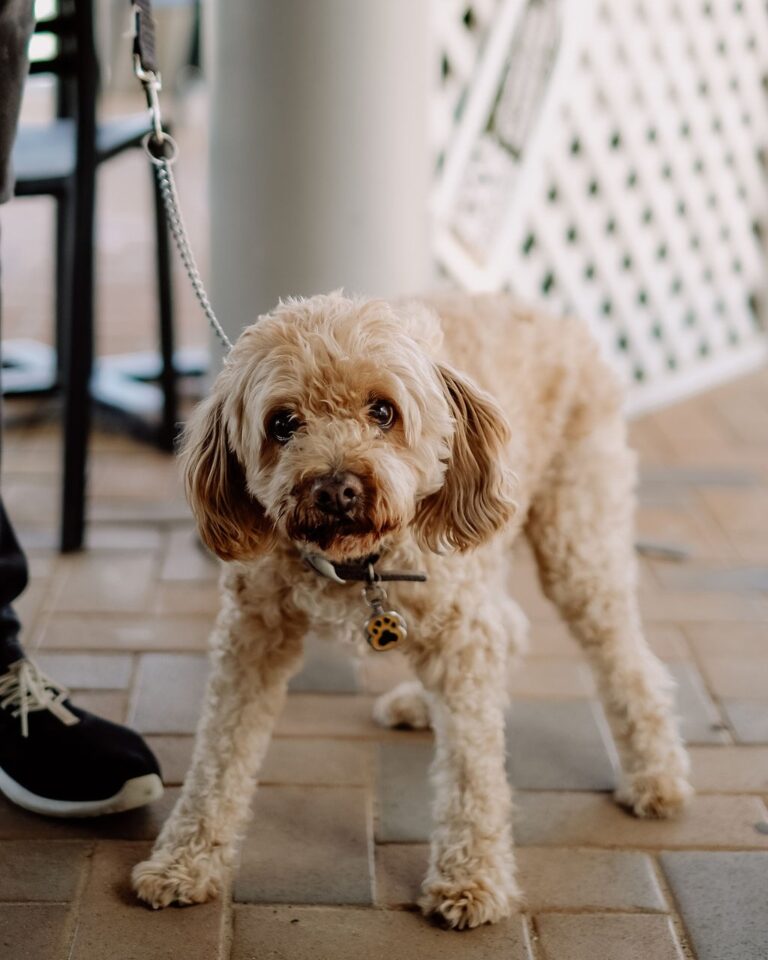 Avoca Sands Cafe 1 768x960