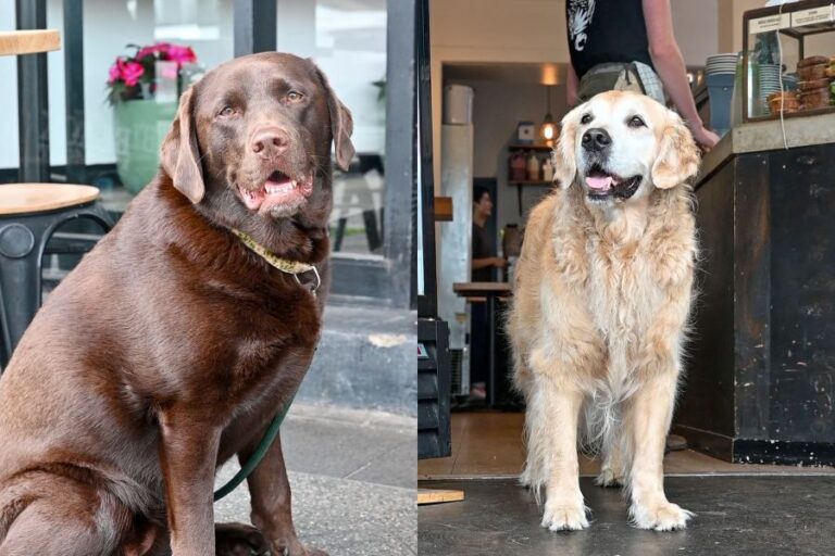 Black Market Coffee Enmore New 11 768x512