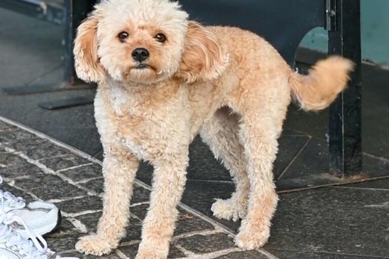 Black Market Coffee Thirroul New 11 768x512