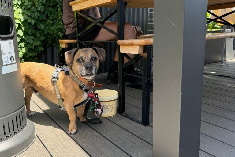 Little Local 10 768x512