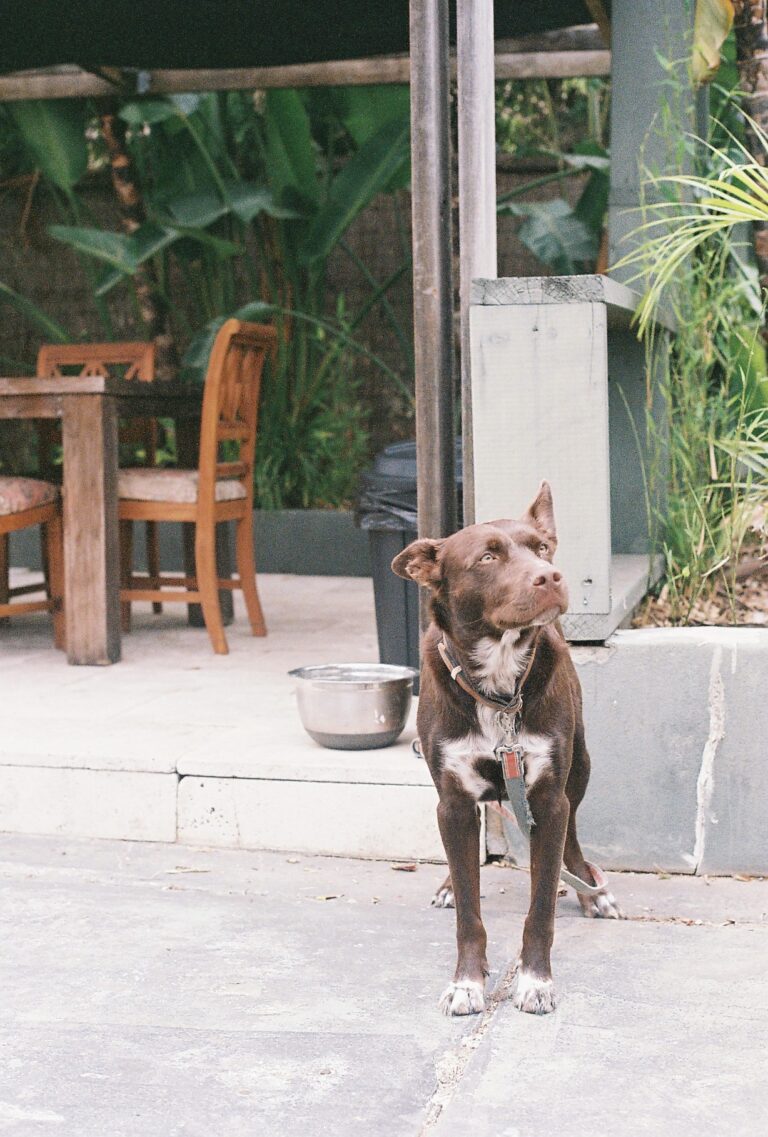 Local Customs 12 768x1137